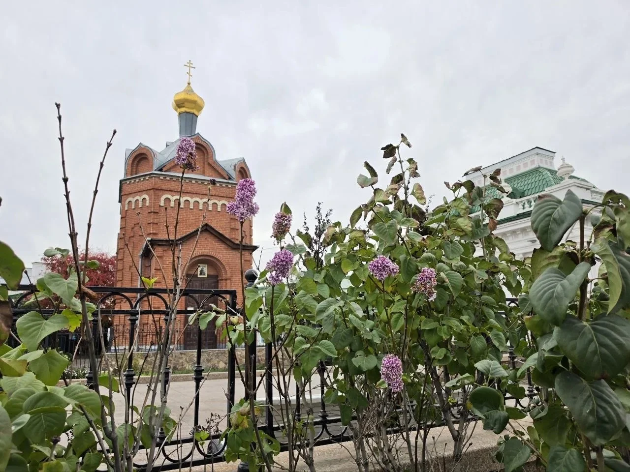 В Омске на Любинском проспекте зацвела сирень