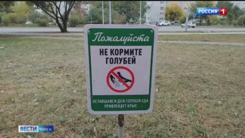 В Омске на Левобережье разгорелся конфликт из-за местной жительницы, кормящей голубей