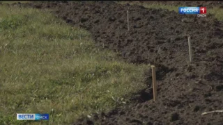 К столетию юбилея Великой Победы в Омске появится кедровый лес памяти