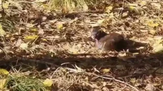 Норка показала «высший пилотаж» игнора