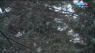 В Омск пришли ночные заморозки