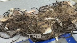 ФАС начала мониторить цены на рыбу