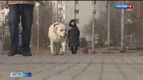 В Омске ввели запрет на выгул собак в парках, скверах и набережных