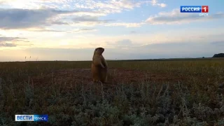 Все краснокнижные сурки Омской области ушли в спячку