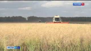Омскую сою представили в Алтайском крае на агрофоруме «Золотая осень-2026»