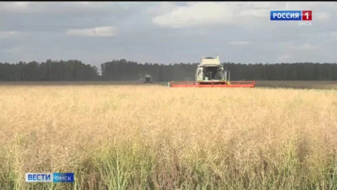 Омскую сою представили в Алтайском крае на агрофоруме «Золотая осень-2026»